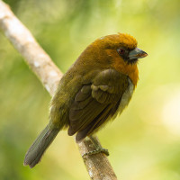 Prong-billed Barbet